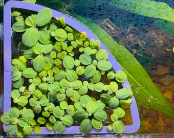 Aquarium floating plants divider with suction cups, triangle corner plants barrier, multiple colours and sizes