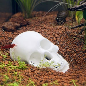 May include: A white skull-shaped aquarium decoration rests on a bed of brown gravel, surrounded by green aquatic plants. A small, red shrimp is positioned near the skull, adding a pop of color to the underwater scene.