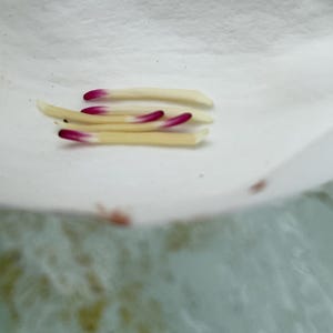 May include: Close-up of a white flower with five small, white and pink stamens.
