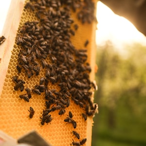 Seife, Honigseife, Naturseife, mit ätherischen Ölen, palmölfrei, ohne künstlichen Tensiden, hautpflegend Bild 6