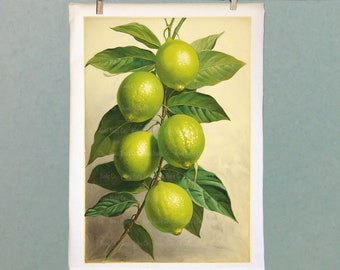 Botanical Limes Organic Kitchen Tea Towel. Flour Sack Hand Towel with Vintage Fruit Illustration Graphic.