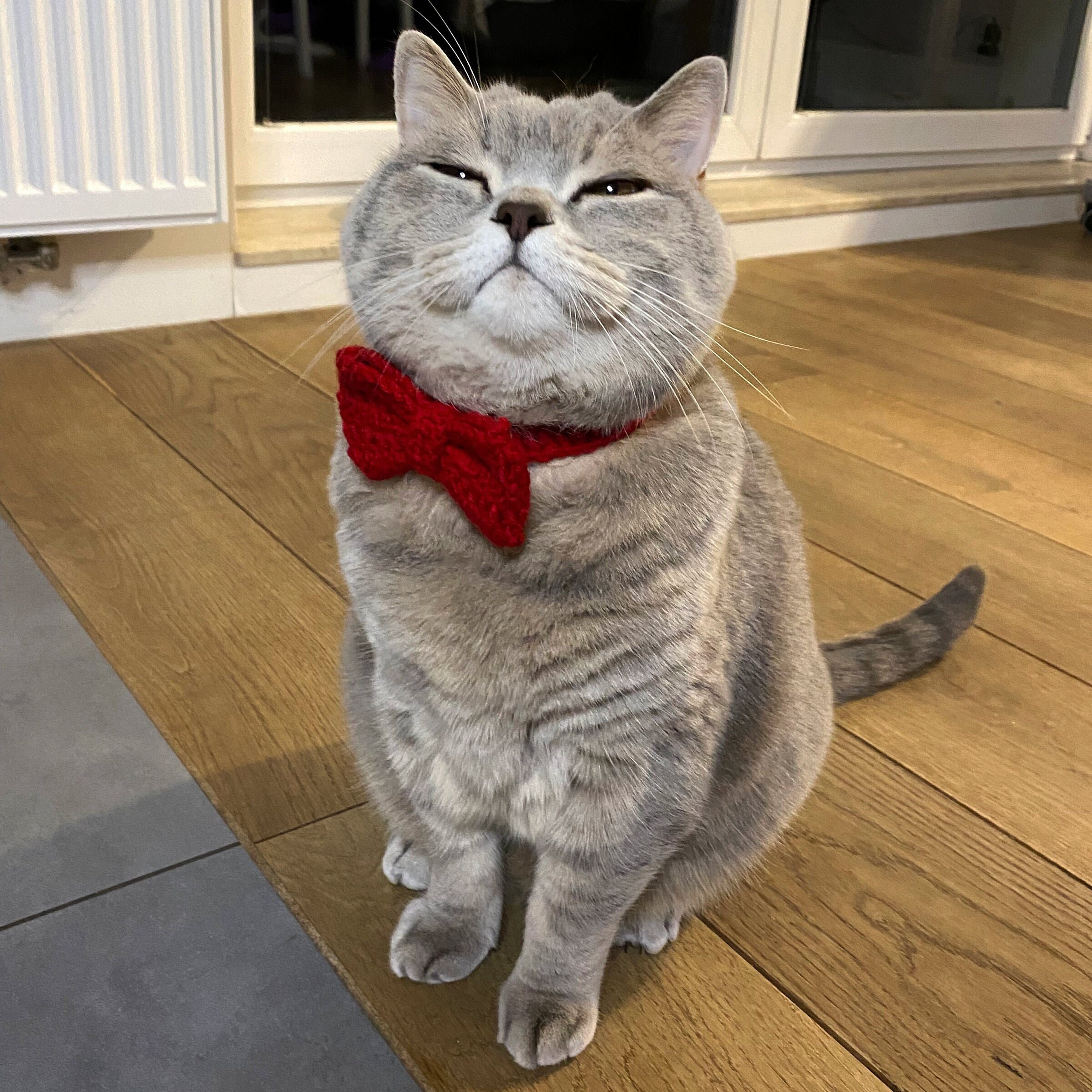 Kitten Bow Tie Etsy UK