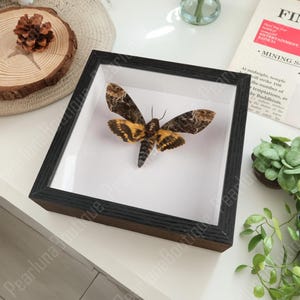 Real Moth Specimens, Real Ghost Face Moth Specimens, with Photo Frames,Butterfly Specimens,Insect Wall Decorations,Entomology Moth Specimens