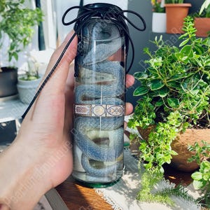 May include: A preserved blue snake in a clear glass jar with a black lid and decorative label. The jar is tied with a black cord. The snake is coiled inside the jar. The background includes green plants.