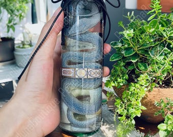 Echte Schlange Nassprobe, Nassprobe, Tierprobe, mit Wachssiegel, sauber und vollständig, Probe, Vintage Dekorationssammlung