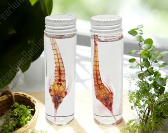 Dyed Fish Bone Specimen, Wet Specimen, Fish Skeleton Specimen Collection, Transparent Skeleton Specimen, Decorative Collection