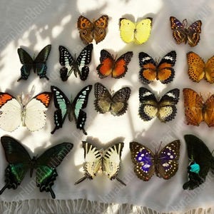 May include: A selection of butterfly specimens in various colours and patterns, arranged on a white surface. The butterflies display intricate details in shades of orange, black, yellow, and green, with wings spread.