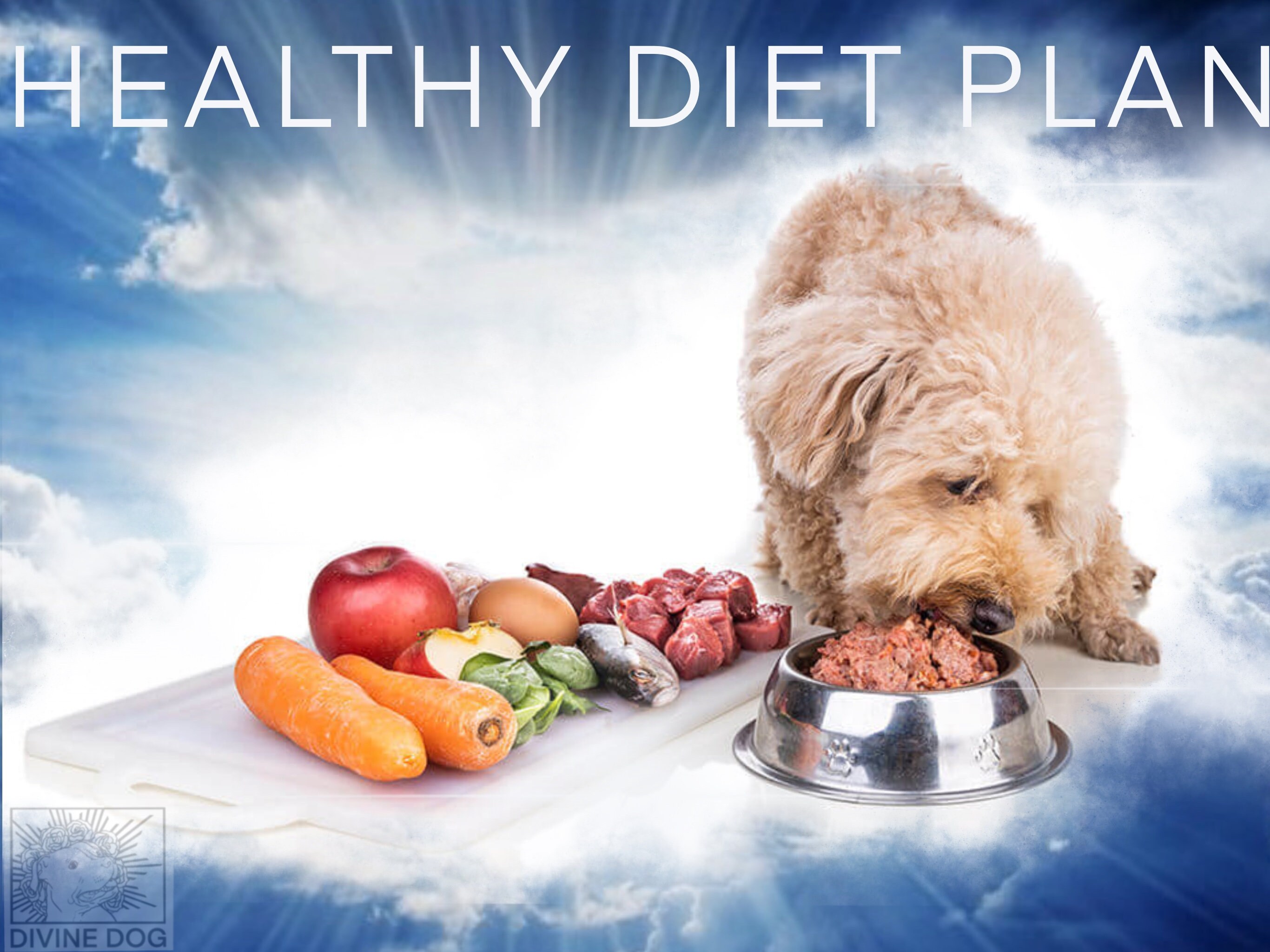 Dog diet plan hot sale