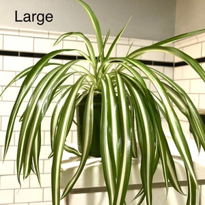 Plantas araña enraizadas - Variegadas - Plantas de interior para poca luz