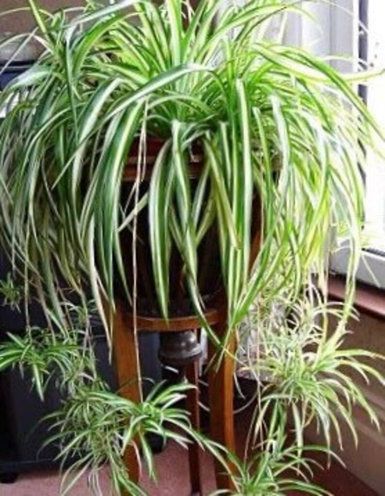 Spider plant start with roots Etsy