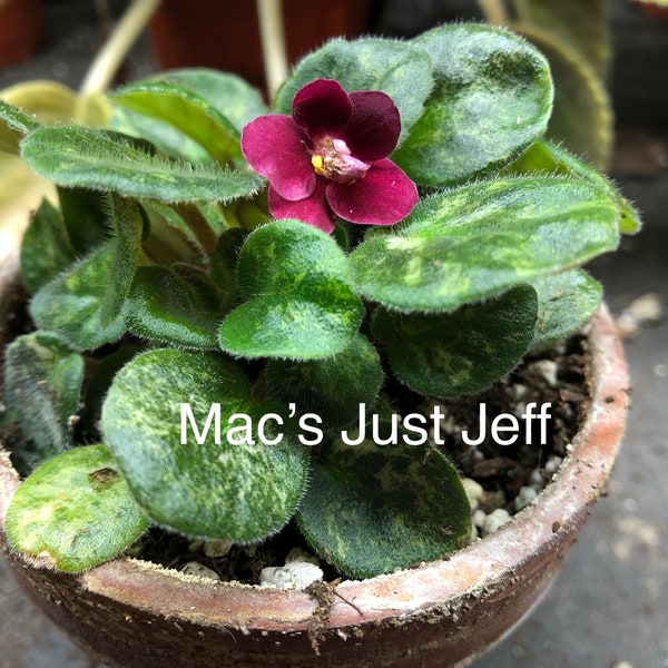 Variegated Leaf Miniature African Violet Live Plant 2" Pot - Mac's Just Jeff