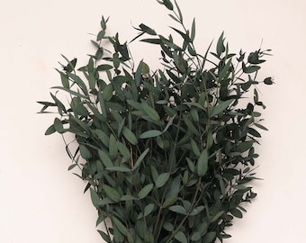 Eucalyptus for bouquet,Green Eucalyptus, preserved parvafolia eucalyptus, greenery for bouquets