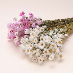 Margherite secche naturali, margherite secche bianche e rosa, crisantemi secchi naturali per matrimoni, arte floreale per la casa, fiori decorativi