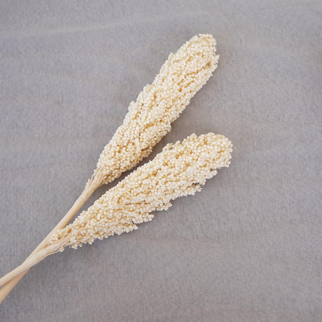 Dried Sorghum, Sorghum Bunch,wedding Dried Flowers,dried Flower ...