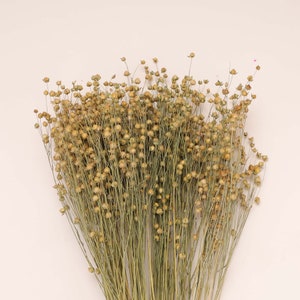 Natural Dried Flower Pea Bundle - 18-24&quot; Tall,Home decoration flower materials