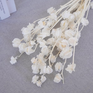 Könnte beinhalten: Ein Strauß getrockneter weißer Blumen mit langen Stielen. Die Blüten sind zart und haben eine papierartige Textur.