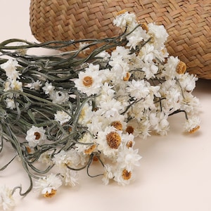 Dried White Daisy Bunch: Natural Rodanthe, Rustic Wedding Decor