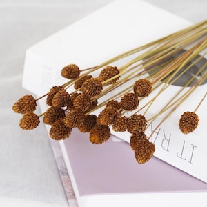 Mini Pinecone Branches: Natural Dried Flower Bouquet (30 Stems)