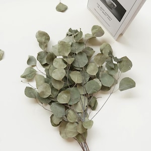 May include: A bunch of dried eucalyptus leaves in shades of green. The leaves are arranged in a loose, natural cluster.