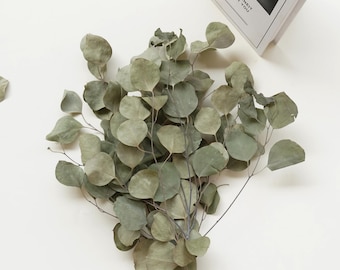 Dried Silver Dollar Eucalyptus Bunch: Natural Home Decor