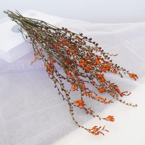 Natural Dried Flower Bouquet: Orchid Home Decor (15-18 in)