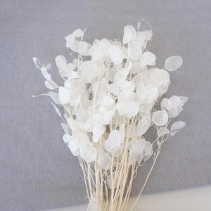 May include: A bunch of dried white "money plant" flowers with thin stems. The flowers are delicate and translucent, resembling paper.