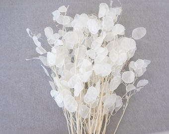 Natürlicher getrockneter Lunaria-Bund: DIY-Blumenarrangement-Versorgung