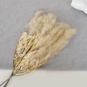 May include: A bunch of dried pampas grass with long, feathery plumes in shades of beige and cream.