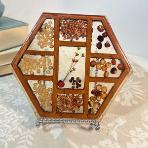 May include: A hexagonal resin display piece featuring a brown frame divided into sections. The clear resin compartments contain various dried seeds, small nuts, and a single dried flower stem with a small red ladybug figurine embedded inside.