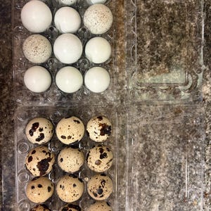 May include: Two clear plastic egg cartons, each holding a dozen eggs. One carton contains white eggs, some with speckled patterns. The other carton holds speckled brown quail eggs. The eggs are arranged in a grid pattern.