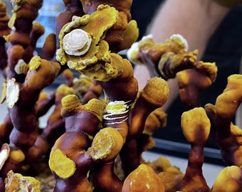 USA Grown Antler Reishi