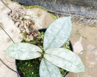 Hoya Mitrata Silver SP Borneo, Hoya Splash, Hoya Indonesia, Hoya Plant, free Phytosanitary