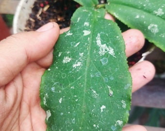 Hoya Undulata SP Borneo, Hoya Undulata Splash, Hoya Indonesia, Hoya Plant, free Phytosanitary