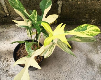 VENTE EN GROS Philodendron Florida Beauty Panaché, Philodendron Indonesia, produits phytosanitaires gratuits, DHL Express