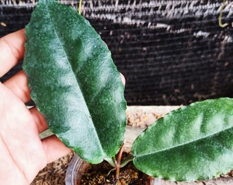 Hoya Verstegi SP Papua, Hoya Papua, Hoya Indonesia, Hoya Plant, free Phytosanitary