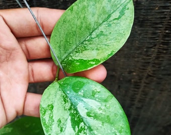 Hoya Coreacea Silver SP Borneo, Hoya Indonesia, Hoya Plant, free Phytosanitary