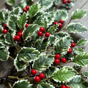 May include: A decorative holly branch featuring variegated green and white leaves with serrated edges. The branch is adorned with numerous small, round, bright red berries clustered throughout the foliage, attached to thin brown stems.