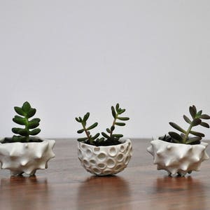 Little Lotus Bowl, White Pinch Bowl, Salt Dish, Ceramic Ring Dish, Small Porcelain Bowl image 8