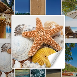 Könnte beinhalten: Nahaufnahme eines Seesterns und Muscheln auf weißem Hintergrund. Der Seestern ist orange und braun mit einer strukturierten Oberfläche. Die Muscheln sind weiß, beige und gelb.