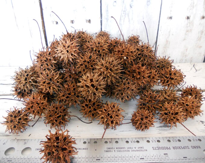 100 Sweet Gum Tree Balls/ Spiky Balls/ Witches Burr/ Seed Balls Etsy