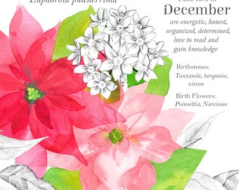 December Birthday Birth Month Flower Language Of Flowers Floriography