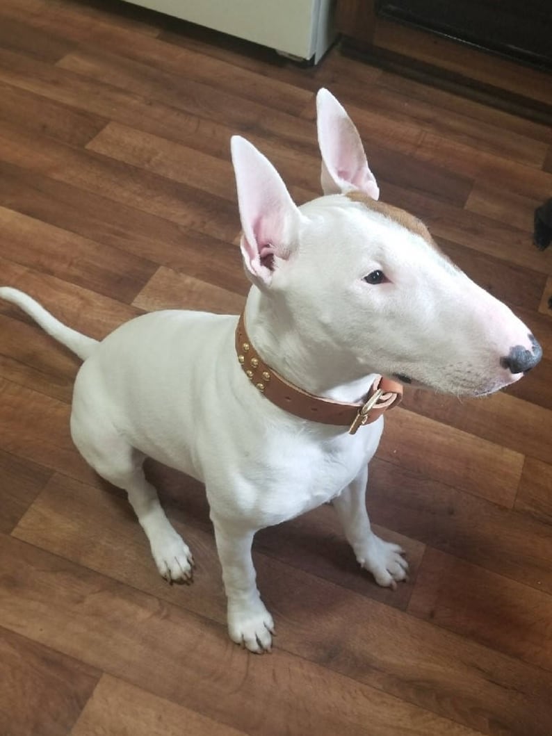 Custom Made Leather Dog Collar With Row Spots 2 Inches Wide Etsy