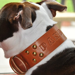 Custom Made Leather Dog Collar with Group Spots 2 inches Wide with Free Personalization Made to fit YOUR Dog