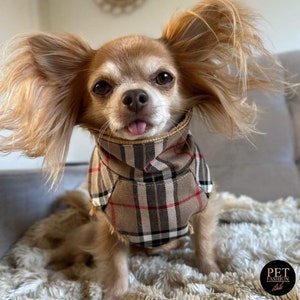 May include: A small, brown and white chihuahua dog wearing a brown and white plaid dog vest with a brown collar. The dog is looking at the camera with its tongue sticking out.