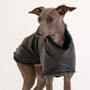 May include: A slender, gray dog wearing a black, quilted dog coat with a faux fur collar and trim. The dog is standing against a white background, showcasing the coat's design and fit.