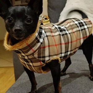 May include: A small black dog wearing a brown and black plaid dog coat with a gold buckle. The dog is sitting on a gray couch.