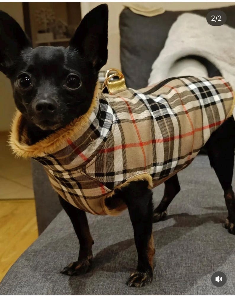 May include: A small black dog wearing a brown and black plaid dog coat with a gold buckle. The dog is sitting on a gray couch.