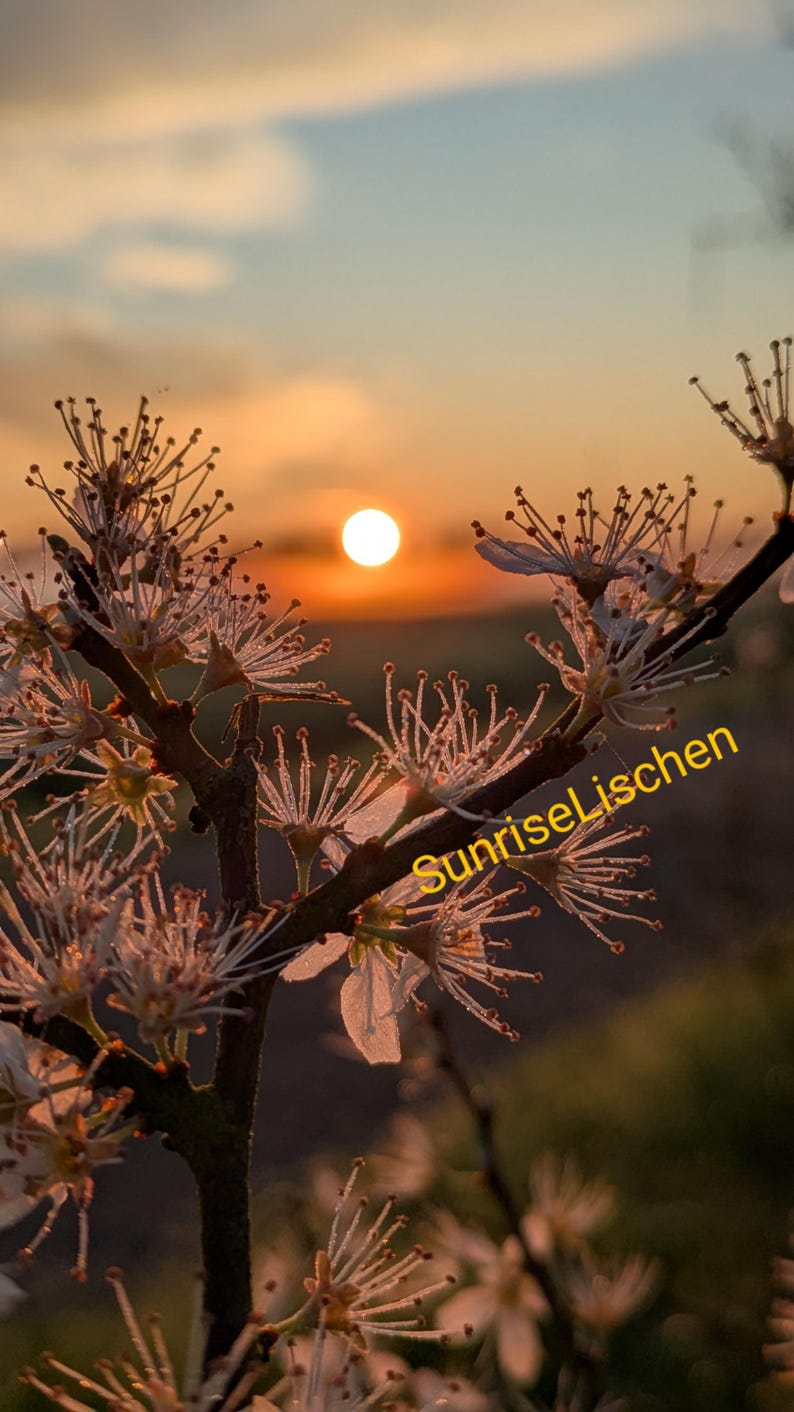 May include: A close-up of white flowers blooming against a sunset backdrop. The sun is a bright orange orb in the sky, and the flowers are delicate and intricate. The text "SunriseLischen" is superimposed on the image.
