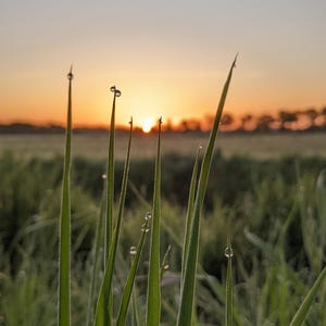 Lever de soleil frais