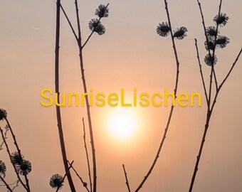 Soleil de printemps